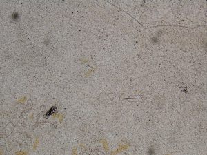 Coarse radiating chalcedony bundles have nucleated on small quartz crystals, and enclose a patch of quartz (top right). Plane polarised light, field of view 1.2 mm.